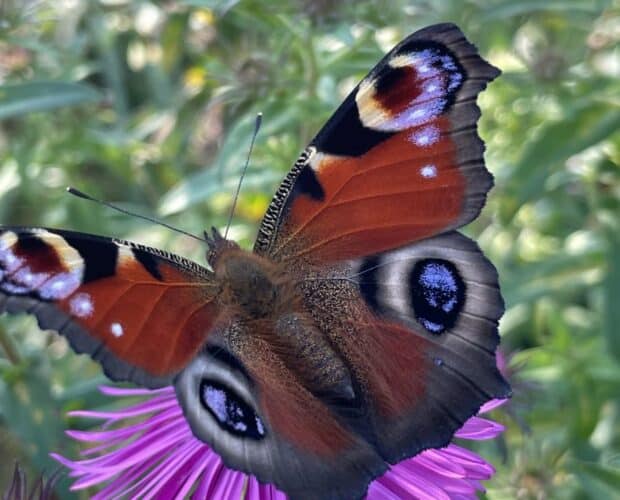 Vlinder in bloeiende border met vaste planten