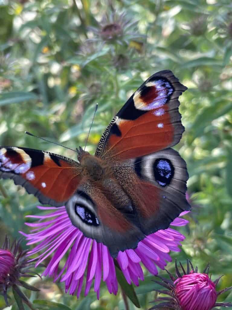 Vlinder in bloeiende border met vaste planten