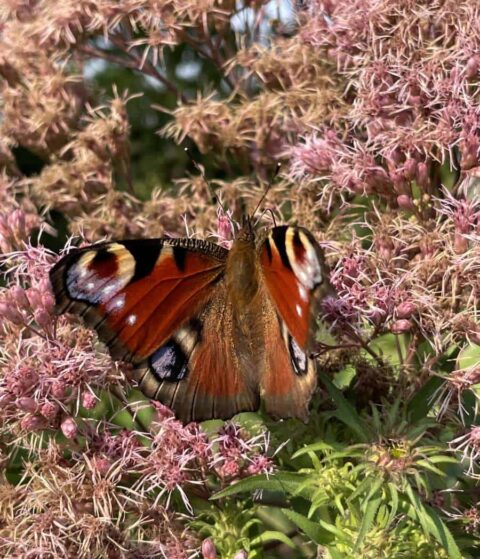 vlinder-op-eupatorium-zomer Vlinder op eupatorium