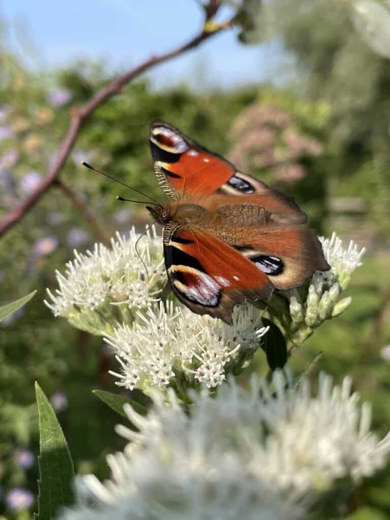 Vlinder op herfstaster in zomertuin