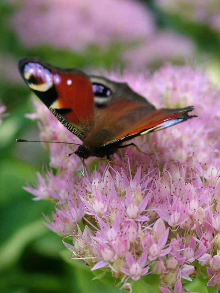 Vlinder op een vaste plant in een natuurlijke border