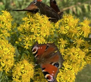 vlinders-op-gele-guldenroede Vlinder op solidago in zonnige tuin