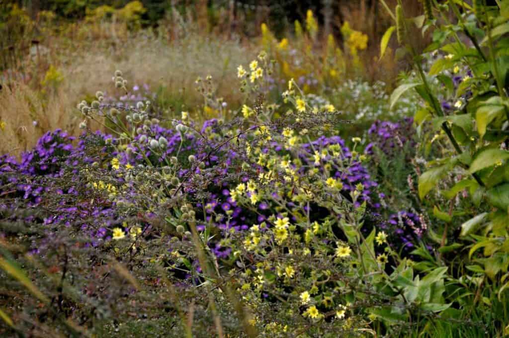 Ongesnoeide border in september met natuurlijke structuur