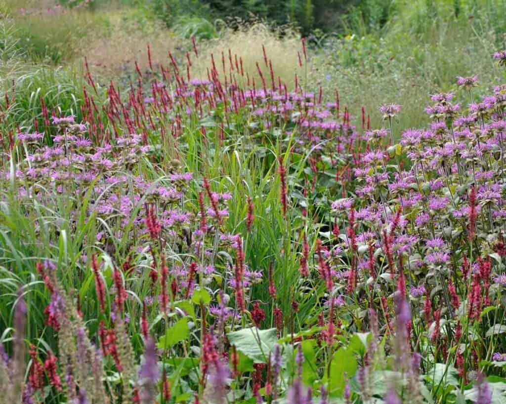 Volwassen border met vaste planten en siergrassen