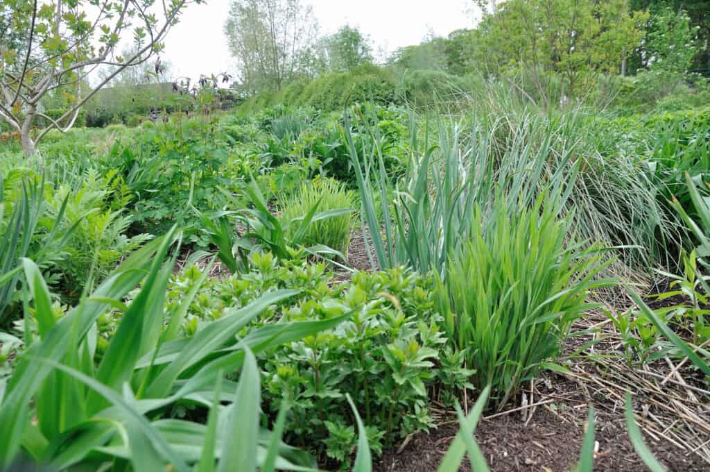 Fris uitlopende vaste planten in het voorjaar