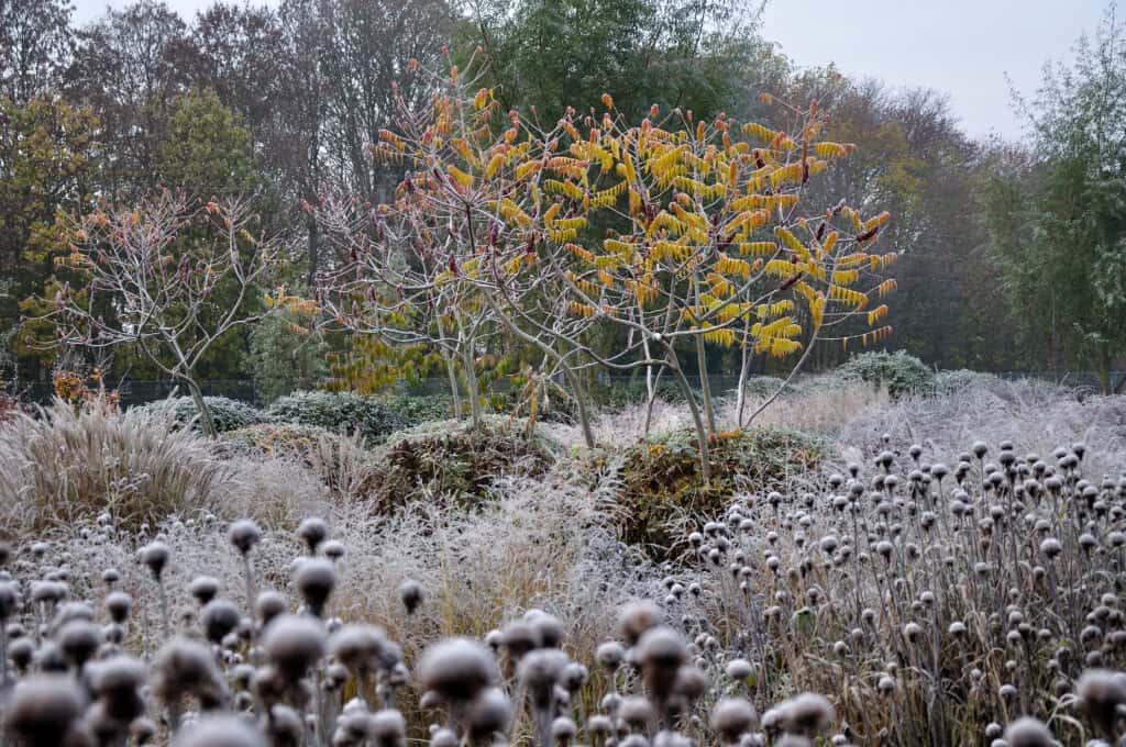 Winterstructuur van vaste planten en siergrassen