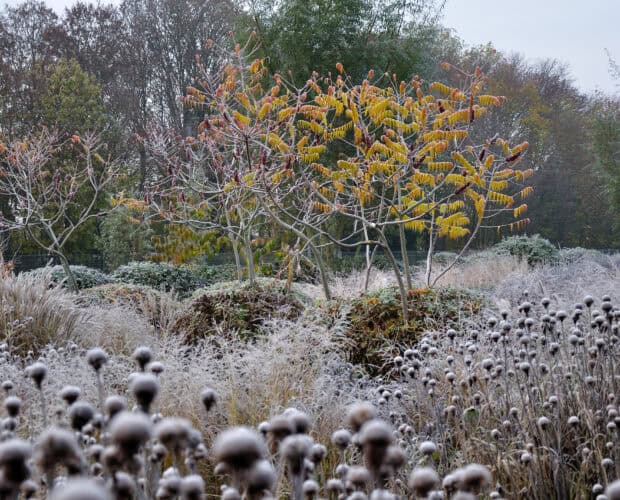 Winterstructuur van vaste planten en siergrassen