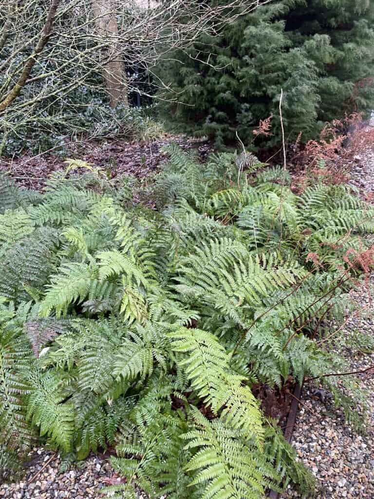 winterstructuur in de tuin