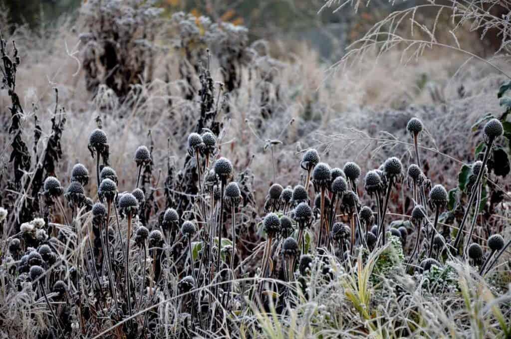 overgang van herfst naar winter in een natuurlijke border