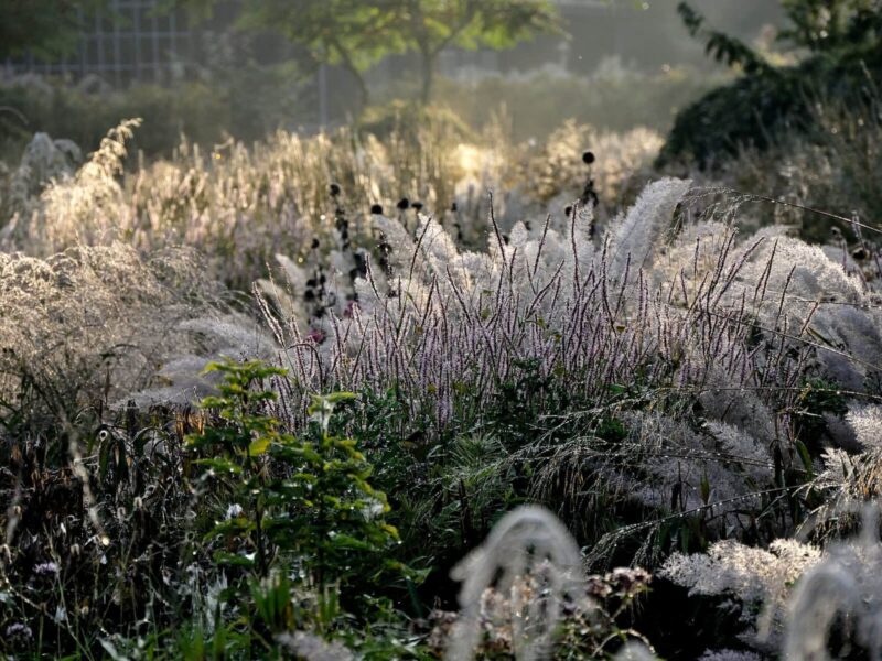 Winterstructuur van siergrassen in combinatie met vaste planten