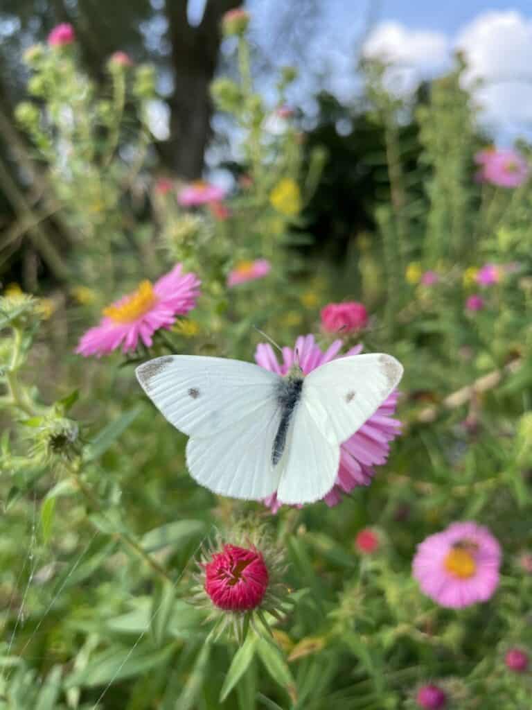 vlinder op bloem in herfsttuin