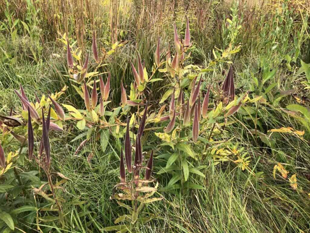Zaaddozen van vaste planten in warm herfstlicht