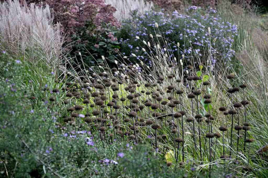 zaadhoofden van bolvormige bloemen na de bloei