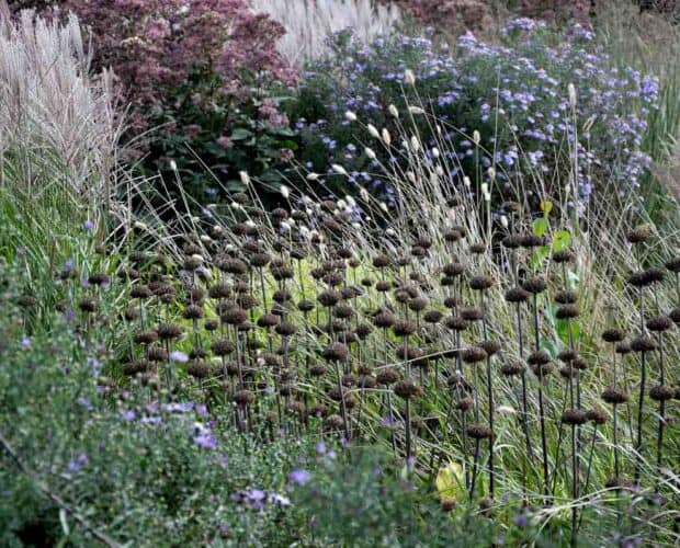 zaadhoofden van bolvormige bloemen na de bloei