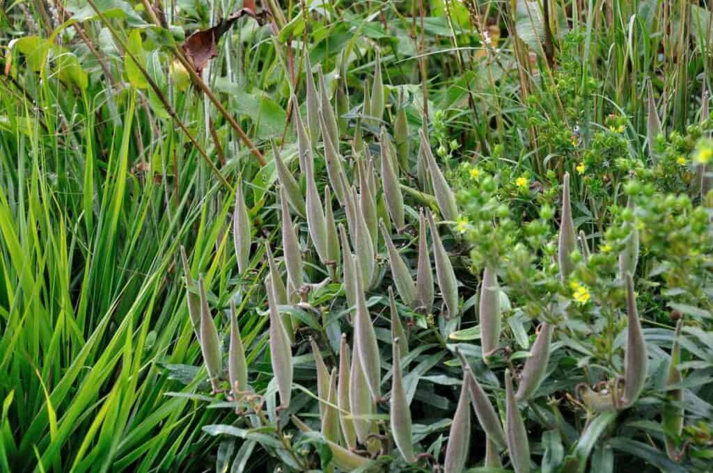 Zaadhoofden en stengels van vaste planten in september