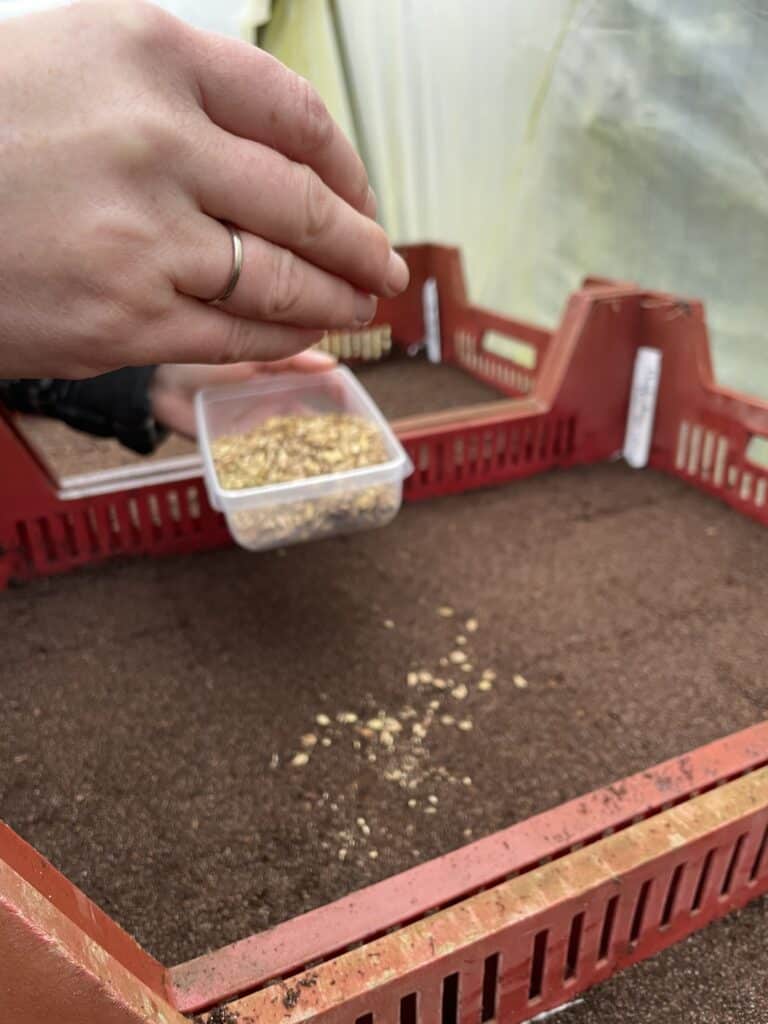 zaaien van vaste planten in de kwekerij