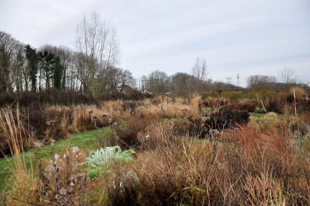Natuurtuin met droogbloemen en siergrassen, winterse sfeer, ecologische tuin met inheemse planten.