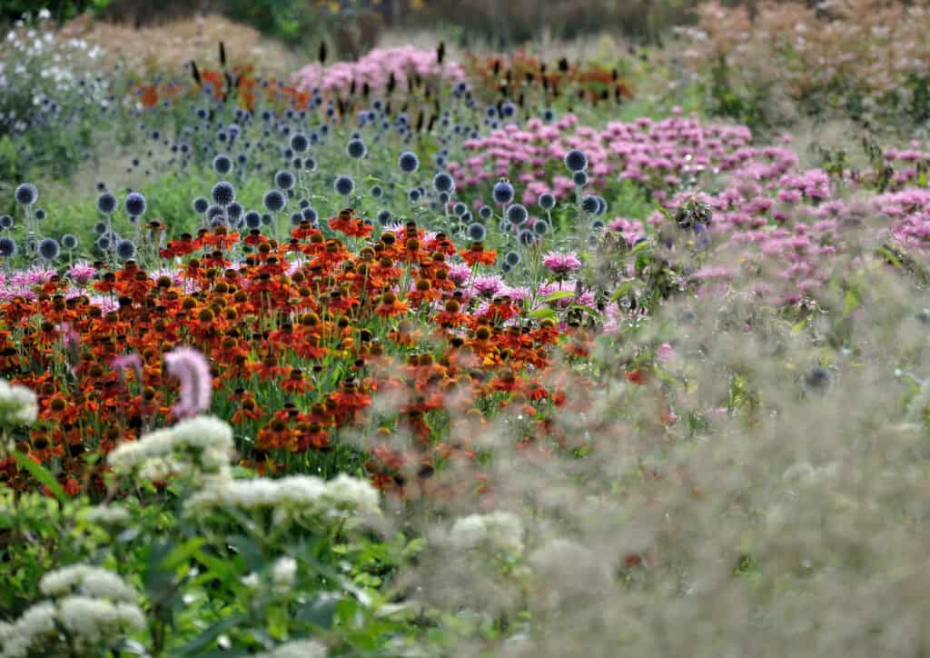 zomerse border met rijke bloei