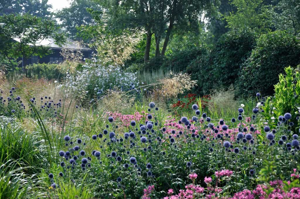 Zomerborder met bloeiende vaste planten en siergrassen