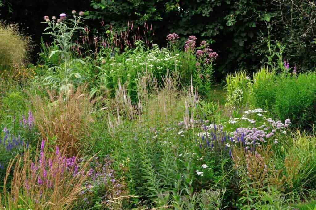 vaste planten die bloeien in juli in natuurlijke tuinborder