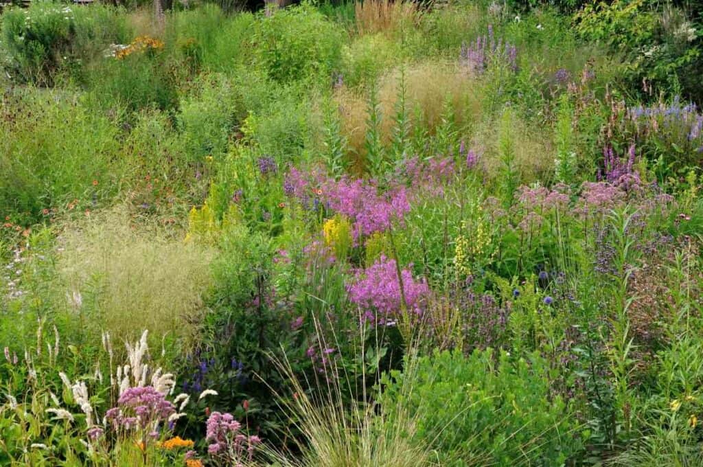 vaste planten en grassen die bloeien in juli in natuurlijke tuinborder