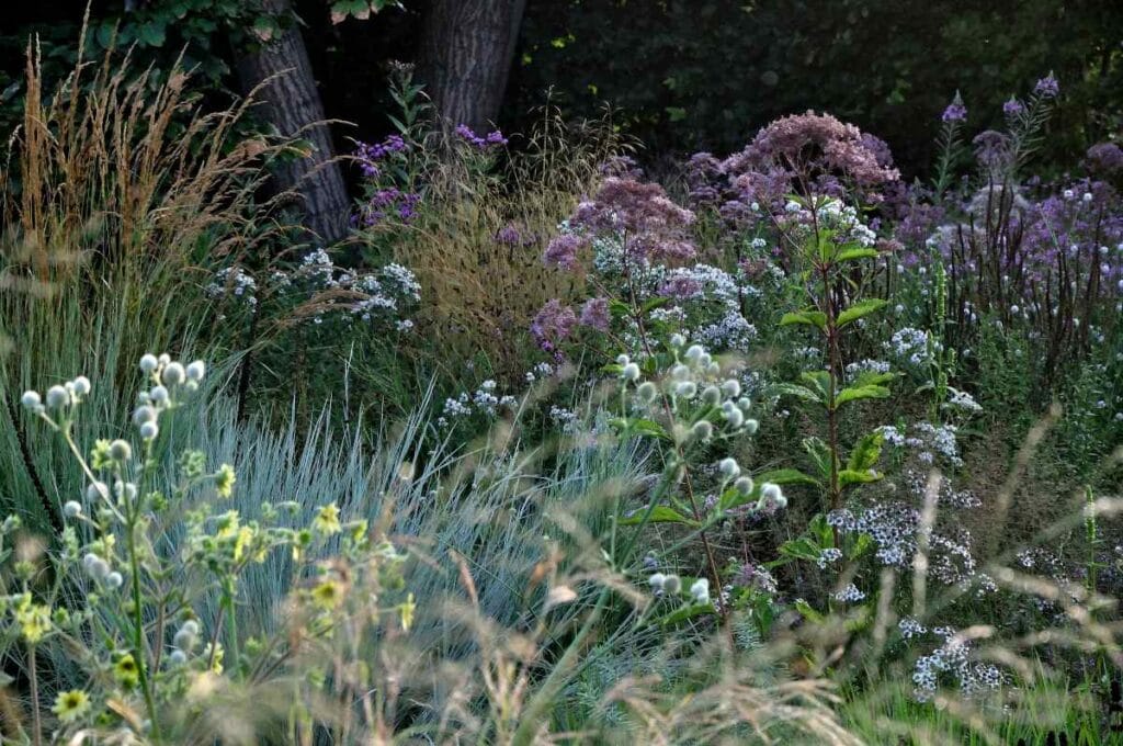 vaste planten in zomerborder natuurlijke tuin