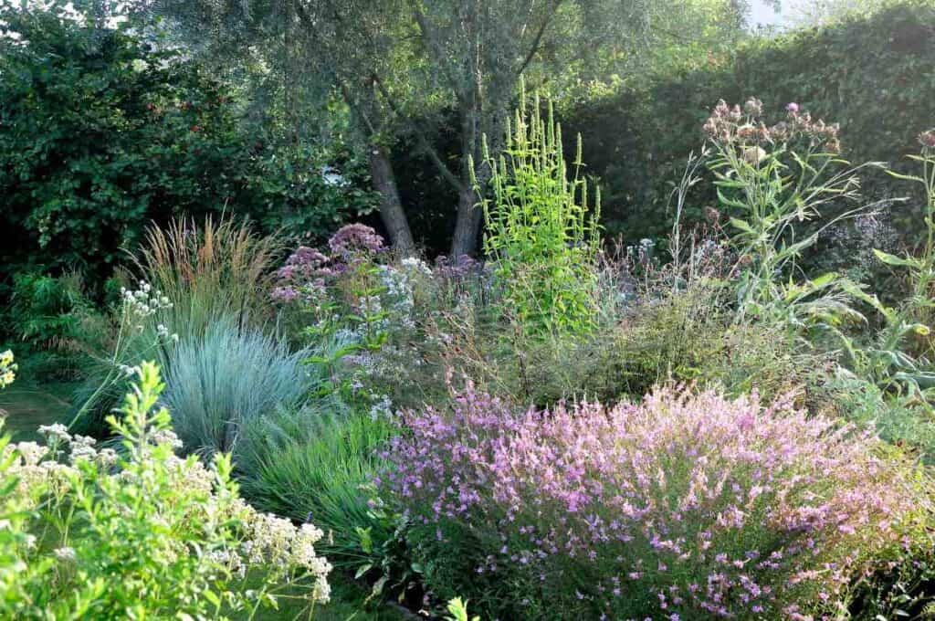 vaste planten in zomerborder natuurlijke tuin