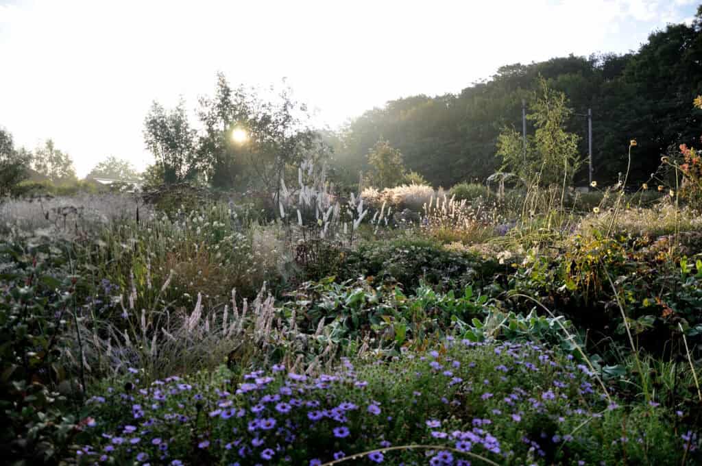 Zonnige border met vaste planten en siergrassen